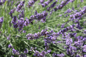 flower, purple, flowers, nature, plant, pink, lavender, garden, heather, spring, blossom, summer, green, flora, floral, violet, blooming, bloom, field, lilac, macro, beauty, bush, herb, closeup
