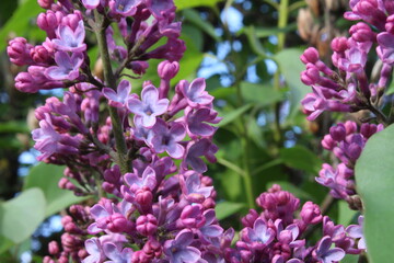 lilac branch with flowers close-up summer lilac background spring