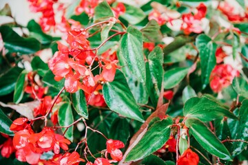 Red shimmery wax begonias shining after rain