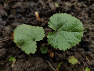 close up of a leaf
