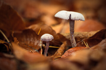 Zwei kleine Pilze im herbstlichen Wald