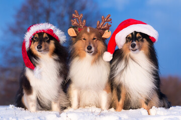 Three sable black and white tricolor shetland sheepdog winter portrait with Santa hat and deer horns. Sweet, fluffy little lassie, collie, sheltie dog with Christmas and Happy New Year  decorations