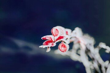 Barberry branches with red leaves covered by snow on a dark background