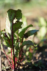 Beetroot in garden