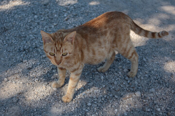 Little ginger cat walking outdoors near a farm.