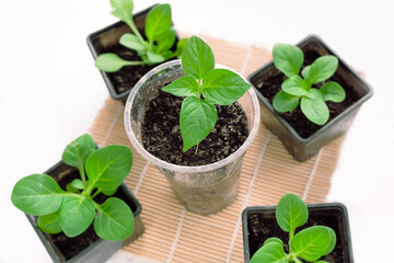 Green seedlings in pots on a light background. Close-up of flower or vegetable sprouts. top view