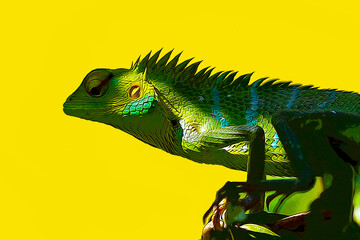 green lizard on a branch - obrazy, fototapety, plakaty