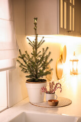 Beautiful kitchen decorated with potted fir. interior design
