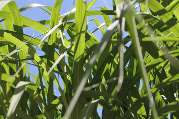sky, grass, field, nature, green, summer, blue, corn, landscape, meadow, cloud, agriculture, plant, spring, sun, farm, clouds, environment, rural, day, crop, beautiful, maize, season, fresh