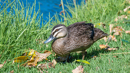 Duck in the summer in a pond