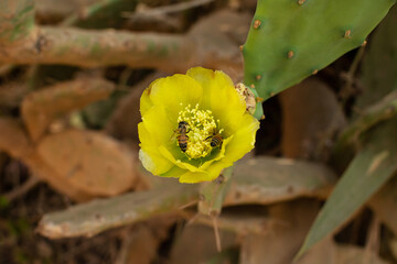 Bees pollinate a yellow flower of Prickly Pear Cactus