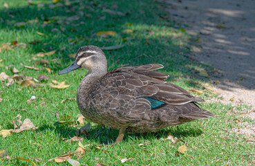 duck in the park
