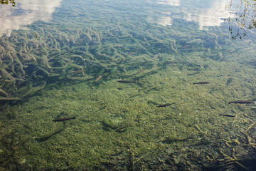 Fish in clear water in Plitvice national park.