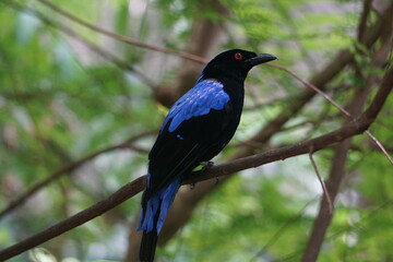 beautiful violett black bird