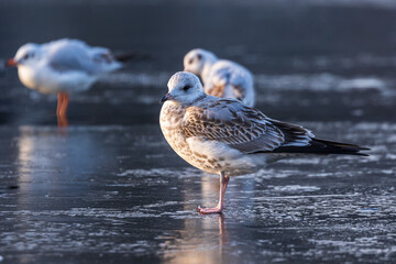 Gulls in a winter day, standing on frozen surface of the river. Sunny morning on a cold winter day. Thin ice on the river.