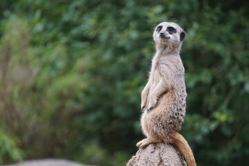 meerkat on guard