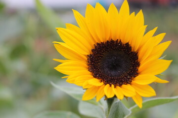Naklejka premium sunflower, flower, nature, summer, yellow, sun, plant, field, agriculture, green, flowers, blossom, garden, bloom, sunflowers, flora, leaf, beauty, bright, beautiful, petal, color, seed, growth, flora