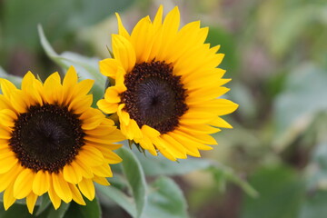 sunflower, flower, nature, summer, yellow, sun, plant, field, agriculture, green, flowers, blossom, garden, bloom, sunflowers, flora, leaf, beauty, bright, beautiful, petal, color, seed, growth, flora