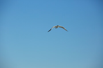 Obraz premium Wild seagull in natural blue sky background.