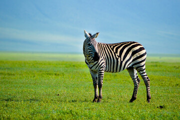 Zebra auf der Wiese