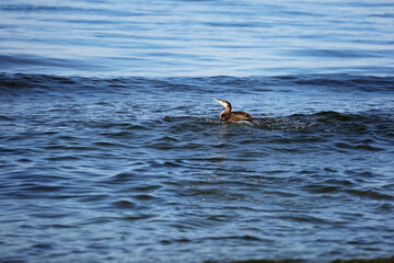 Great black cormorant ,Phalacrocorax carb, hunts for fish in the sea. Soft selective focus