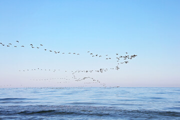 A flock of migrating birds in the sky above the sea. Seasonal migration of birds. Soft selective focus.