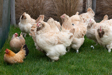 Faverolles chicken family