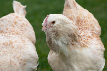 Faverolles chicken detail