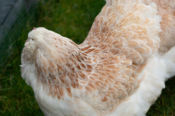 Faverolles chicken detail