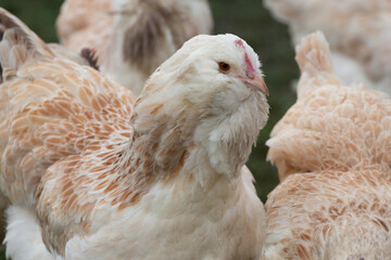 Faverolles chicken detail