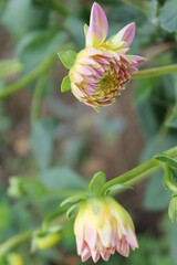 flower, pink, nature, garden, plant, flowers, green, purple, beauty, beautiful, bloom, blossom, spring, flora, floral, daisy, summer, dahlia, petals, yellow, petal, leaves, natural, lotus, bright