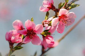 spring flowers of peach on a branch with pink petals, more intense in the center with yellow pollen. Defocused background with bokeh effect. close-up, delicate flowers on a branch in the garden