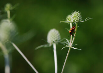 The shield bug, graphosoma lineatum, sits on a blue eringo bud, eryngium planum, in a meadow on a hot, sunny day. bright bug on a thorny plant, on a blurred green background