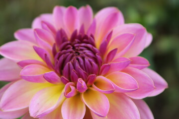 flower, pink, nature, garden, plant, flowers, green, purple, beauty, beautiful, bloom, blossom, spring, flora, floral, daisy, summer, dahlia, petals, yellow, petal, leaves, natural, lotus, bright