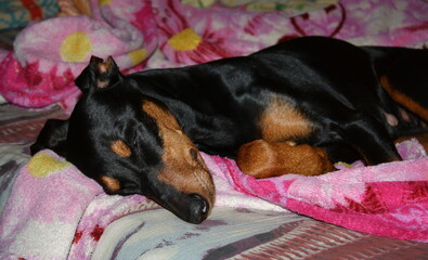A tired Doberman sleeps on the master's bed.
