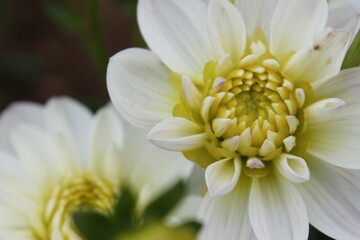 flower, daisy, nature, white, macro, flowers, yellow, summer, plant, spring, garden, petal, floral, green, flora, blossom, bloom, beauty, closeup, petals, beautiful, chrysanthemum, camomile, close-up,