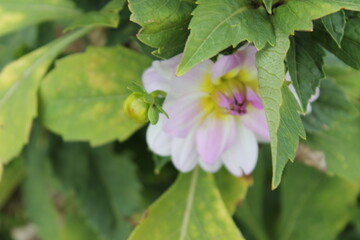 flower, nature, plant, green, pink, garden, rose, flowers, flora, leaf, spring, beauty, beautiful, summer, white, macro, petal, blossom, purple, bloom, floral, leaves, wild, blooming, color