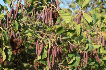 Alder Tree with Catkins and Cones in Winter