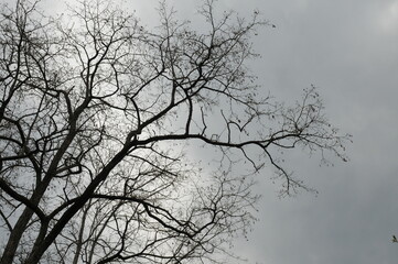 葉っぱの落ちた樹木