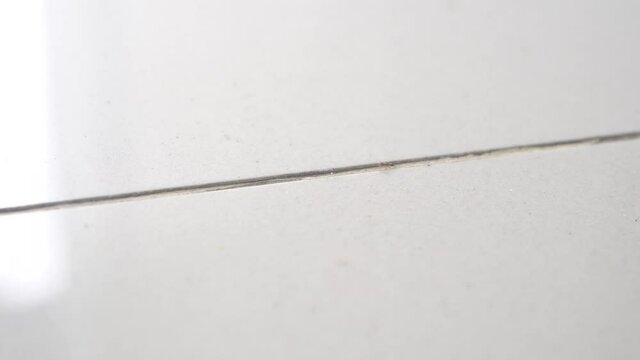 Termites moved in systematic line or queue on the wall migrating to new place
G