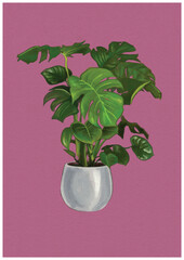 House plants on solid colour background digital illustration