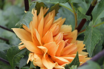 Obraz premium flower, yellow, nature, flowers, garden, orange, green, plant, summer, spring, bloom, floral, blossom, marigold, field, beautiful, calendula, daisy, red, flora, bright, petal, colorful, color, beauty