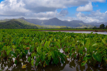 A Taro field near Hanalei, Kauai, HI. 