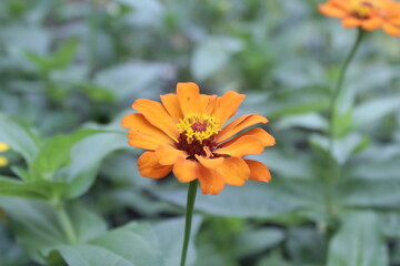 orange flower in the garden