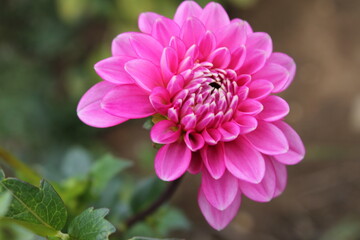 flower, pink, nature, dahlia, beauty, plant, macro, petal, yellow, spring, garden, chrysanthemum, flora, floral, blossom, daisy, flowers, bloom, summer, petals, closeup, beautiful, white, red, orange