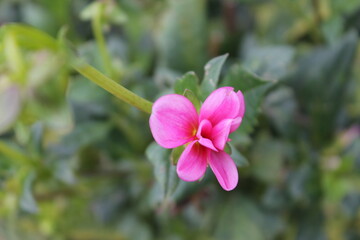 flower, pink, nature, dahlia, beauty, plant, macro, petal, yellow, spring, garden, chrysanthemum, flora, floral, blossom, daisy, flowers, bloom, summer, petals, closeup, beautiful, white, red, orange