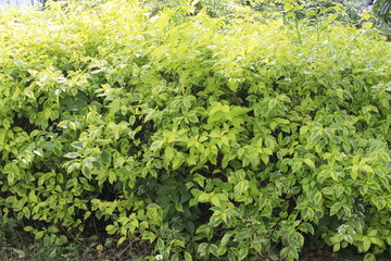 texture leaf bush
