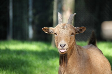 Goat Tongue Funny :p Brown Light brown