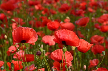 Obraz premium Blooming red poppy (Papaver rhoeas) meadow background 