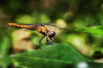 dragonfly on a leaf